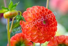 Георгина помпонная Нью Беби Dahlia New Baby