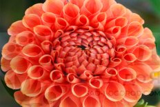 Георгина Сильвия шаровидная Dahlia Sylvia