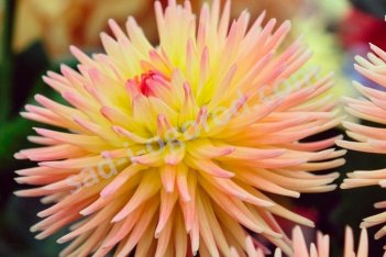 Георгина кактусовая Кабана Банана Dahlia Cabana Banana