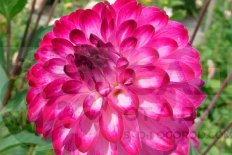 Георгина Литл Роберт шаровидная Dahlia Little Robert