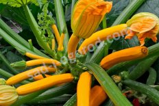 Рассада кабачок Саншайн F1