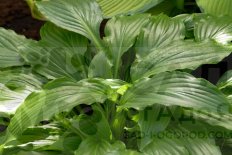 Хоста Стирфрай Hosta Stirfry