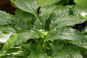 Хоста Стирфрай Hosta Stirfry