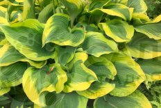 Хоста Атлантис Hosta Atlantis