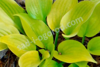 Хоста гибридная Апплетини Hosta Appletini