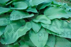 Хоста Абикуа Элефант Иарс Hosta Abiqua Elephant Ears