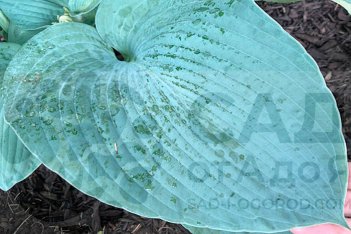 Хоста Абикуа Элефант Иарс Hosta Abiqua Elephant Ears