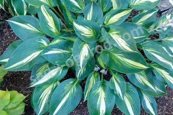Хоста Меджик Айленд Hosta Magic Island