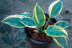 Хоста Веллейз Глечер Hosta Valley's Glacier