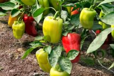 Рассада Перец сладкий Богатырь