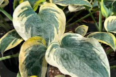 Хоста Пермафрост Hosta Permafrost