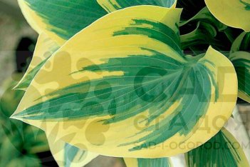 Хоста Пермафрост Hosta Permafrost