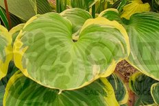 Хоста Ол ту Джаз Hosta All That Jazz