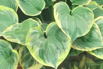 Хоста Ол ту Джаз Hosta All That Jazz