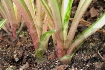 Хоста Ол ту Джаз Hosta All That Jazz