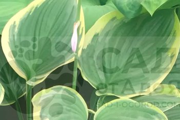 Хоста Ол ту Джаз Hosta All That Jazz