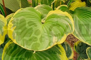 Хоста Ол ту Джаз Hosta All That Jazz