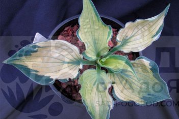 Хоста Дикси Гост Эдж Hosta Dixie Ghost Edge