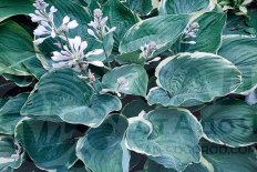 Хоста Джойнтланд Баттерфляй Вингс Giantland Butterfly Wings