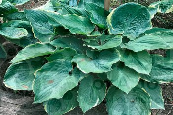 Хоста Джойнтланд Баттерфляй Вингс Giantland Butterfly Wings