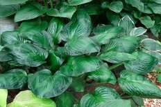 Хоста Потомак Глори Hosta Potomac Glory