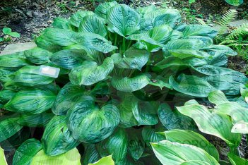 Хоста Потомак Глори Hosta Potomac Glory