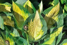 Хоста гибридная Форбидден Фрут Hosta Forbidden Fruit