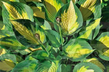 Хоста гибридная Форбидден Фрут Hosta Forbidden Fruit