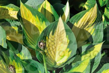 Хоста гибридная Форбидден Фрут Hosta Forbidden Fruit