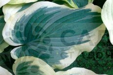 Хоста Вайлдест Дримс Hosta Wildest Dreams