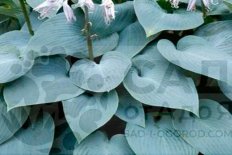 Хоста Буллет Пруф Hosta Bullet Proof