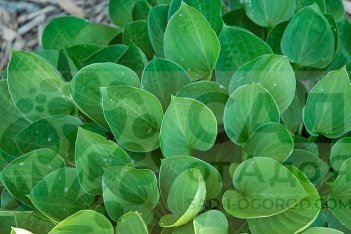 Хоста Ти Спун Hosta Tea Spoon