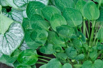 Хоста Ти Спун Hosta Tea Spoon