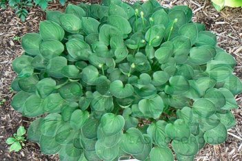 Хоста Ти Спун Hosta Tea Spoon