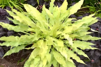 Хоста Уиглз энд Скуиглз Hosta Wiggles and Squiggles