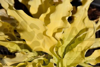 Хоста Уиглз энд Скуиглз Hosta Wiggles and Squiggles