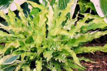 Хоста Уиглз энд Скуиглз Hosta Wiggles and Squiggles