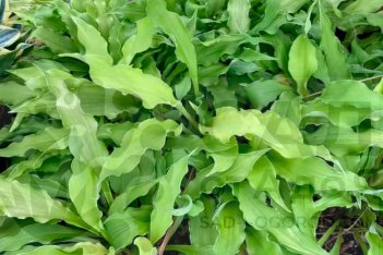 Хоста Уиглз энд Скуиглз Hosta Wiggles and Squiggles