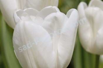 Тюльпан белый Пим Фортун Tulipa Pim Fortyin