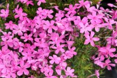 Флокс шиловидный Эмеральд Пинк Phlox subulata Emerald Pink