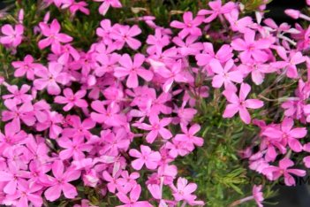 Флокс шиловидный Эмеральд Пинк Phlox subulata Emerald Pink