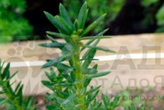 Тис средний Войтек Taxus media Wojtek