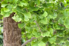 Гинкго двулопастный Ginkgo Biloba​