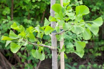 Гинкго двулопастный Ginkgo Biloba​