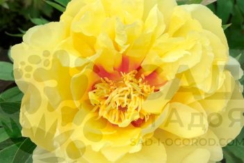 Пион Ито-гибрид Бартзелла Paeonia itoh Bartzella