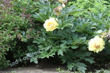 Пион Ито-гибрид Бартзелла Paeonia itoh Bartzella