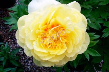 Пион Ито-гибрид Бартзелла Paeonia itoh Bartzella