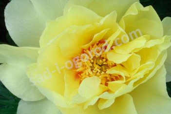 Пион Ито-гибрид Бартзелла Paeonia itoh Bartzella
