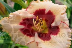 Лилейник Ниппон Hemerocallis Nippon