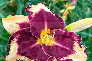 Лилейник Ориндж Артист Hemerocallis Orange Artist